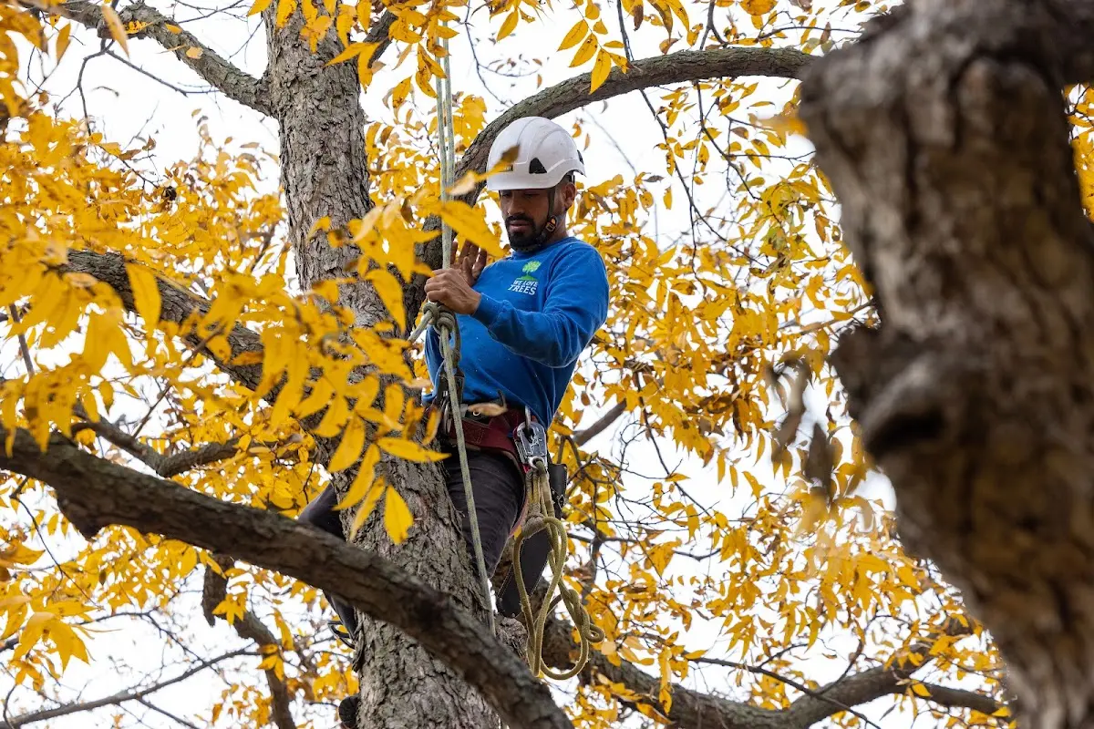 Skilled Tree Transplanting crew working in Dana